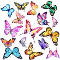 Många fjärilar i olika färger